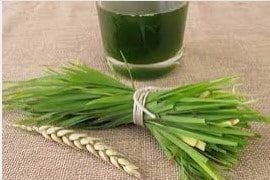 wheatgrass