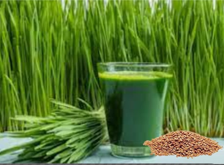 wheatgrass juicer