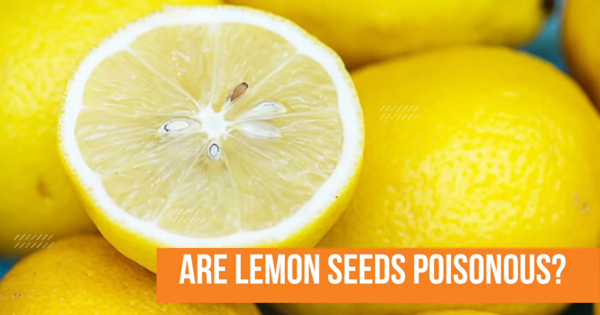 Are Lemon Seeds Poisonous
