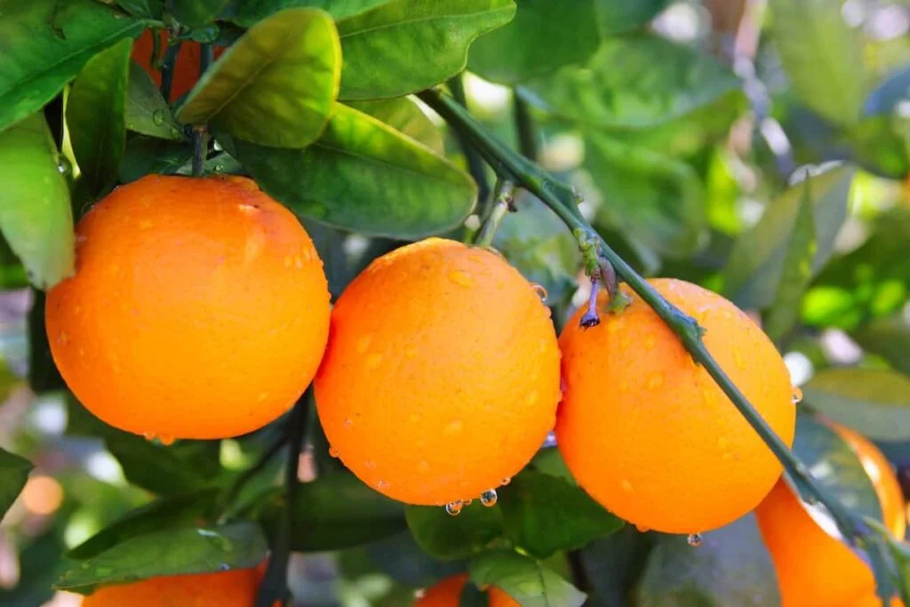 7 Best Types Of Oranges For Juicing