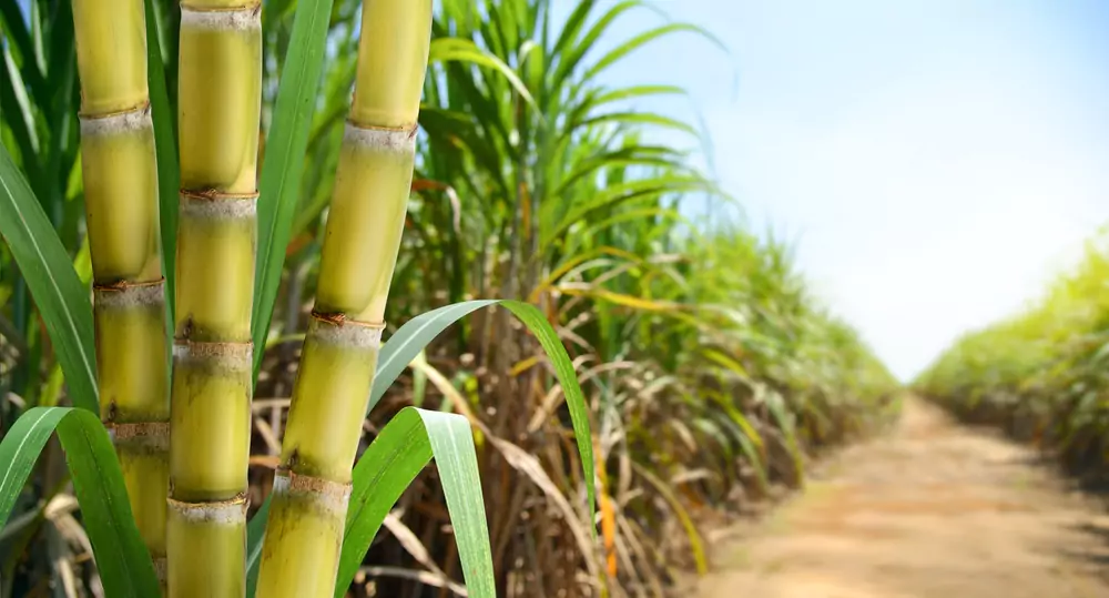 How Does Sugarcane Differ From Other Fruits And Vegetables