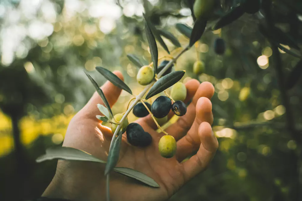 What Makes Olives A Fruit