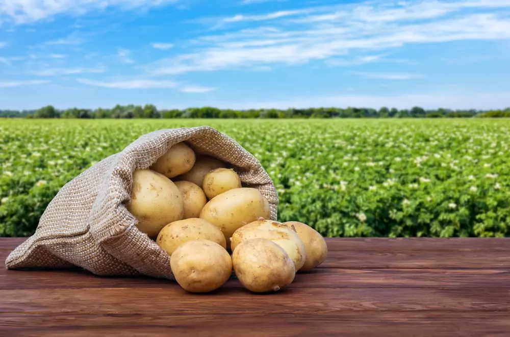 Can Potatoes Be Contaminated With Gluten During Process