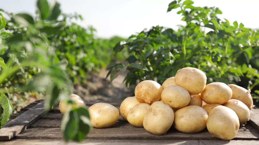 Varieties Of Potatoes That Contain Gluten