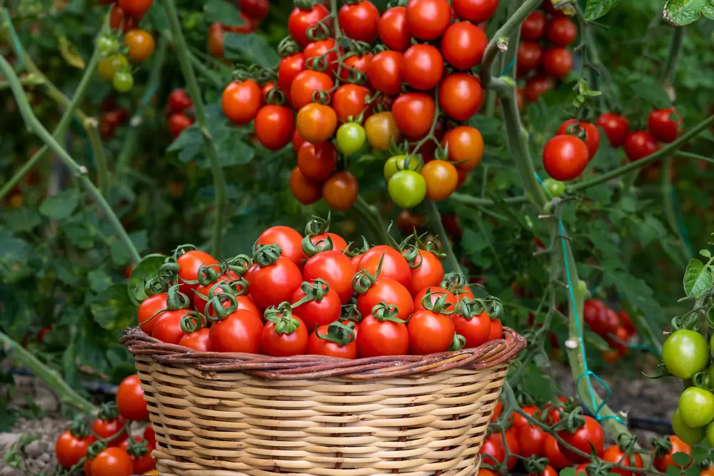 11 Things To Do With Your Cherry Tomato Glut