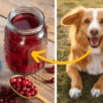 Can Dogs Drink Cranberry Juice