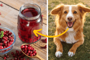 Can Dogs Drink Cranberry Juice